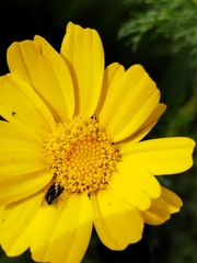 Diptera