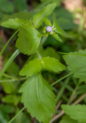 Praxelis clematidea
