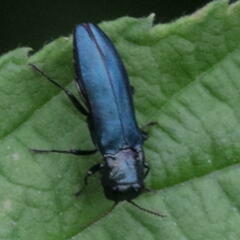 Agrilus cyanescens