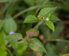 Croton hirtus