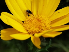 Diptera