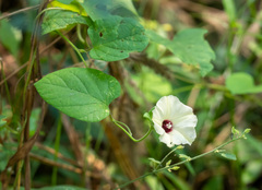 Hewittia malabarica