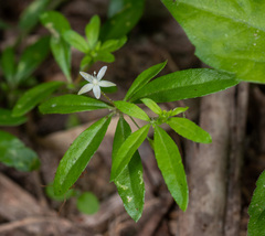 Glinus oppositifolius