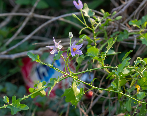 Purple Fruited Pea Eggplant (Solanum trilobatum)