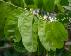 Capparis micracantha