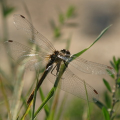 Sympetrum flaveolum