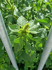 Amaranthus powellii