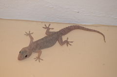 Hemidactylus brookii