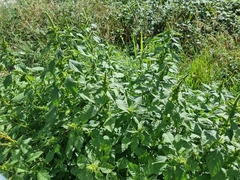 Amaranthus powellii