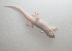 Hemidactylus brookii