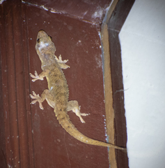 Hemidactylus parvimaculatus