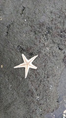 Astropecten scoparius