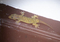 Hemidactylus parvimaculatus