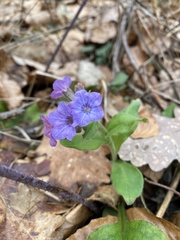 Pulmonaria