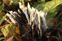 Xylaria hypoxylon