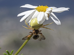 Andrena mediovittata
