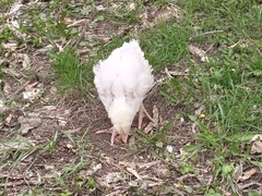 Gallus gallus domesticus