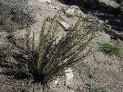 Artemisia herba-alba
