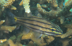 Cheilodipterus isostigma