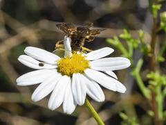 Andrena mediovittata