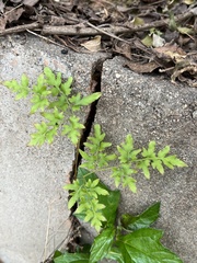 Lygodium japonicum