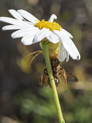 Andrena mediovittata