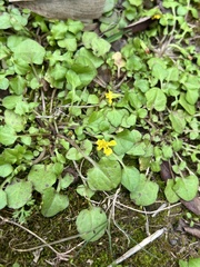 Lapsanastrum apogonoides