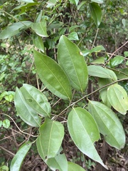 Cinnamomum burmanni