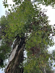 Eucalyptus robusta