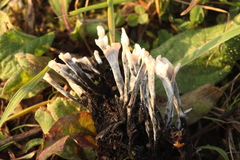 Xylaria hypoxylon