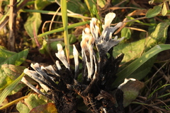 Xylaria hypoxylon