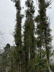 Eucalyptus robusta