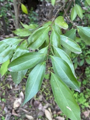 Cinnamomum burmanni