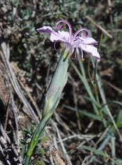 Dianthus pyrenaicus