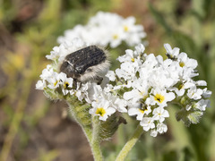 Tropinota squalida canariensis