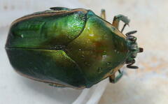 Cotinis nitida