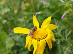 Eristalinus taeniops