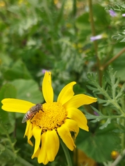 Eristalinus taeniops