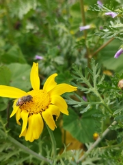 Eristalinus taeniops