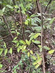 Cinnamomum burmanni