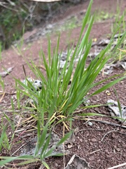 Paspalum distichum