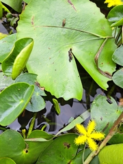 Nymphoides thunbergiana