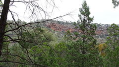 Callitris endlicheri