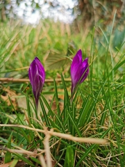 Crocus