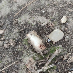 Cactoblastis cactorum