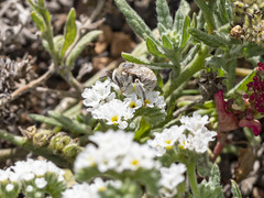 Anthophora pulverosa