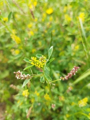 Melilotus indicus