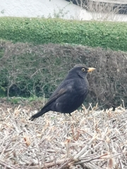 Turdus merula