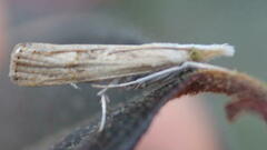 Parapediasia teterrellus