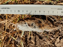 Microtus arvalis
